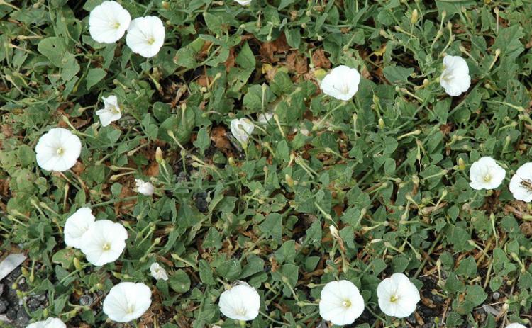 Persistence is the key to success when battling bindweed. courtesy photo | melindamyers.com