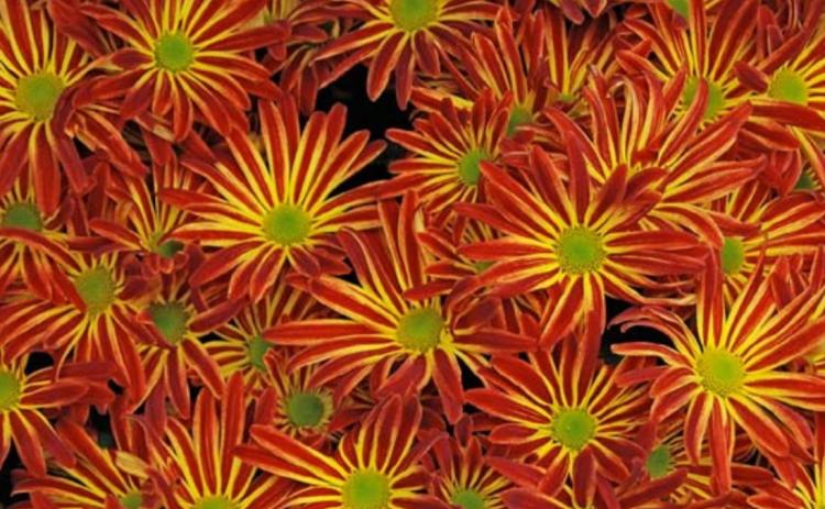 Mums add beauty and fall color, whether growing them indoors or in the garden. MELINDAMYERS.COM | COURTESY PHOTO