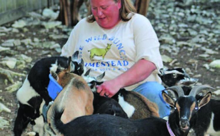 Anelicia Cheney-Campbell finds herself surrounded by several of her Nigerian Dwarf goats. Each goat eventually will be part of the milking herd at The Wild Bunch Homestead, where Cheney-Campbell produces soaps, lotions and other products from goat’s milk. JOYCESARAH MCCABE | DISPATCH RECORD