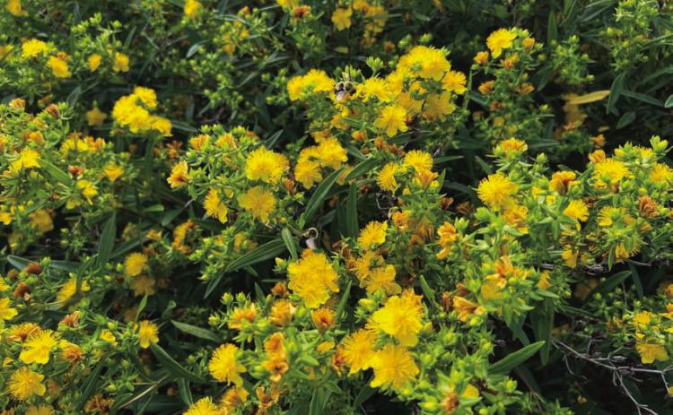 Kalm’s St. John’s Wort is a bee-friendly shrub. COURTESY PHOTO | MELINDAMYERS.COM