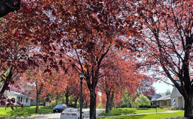 These Norway maples provide shade and cool the yards, sidewalk and street. Consult with the Extension Service for tree selections that work in your area. COURTESY PHOTO | MELINDAMYERS.COM
