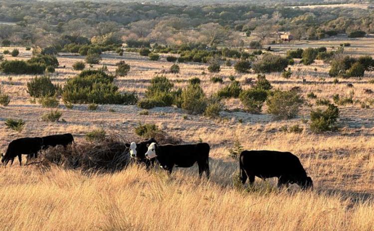 Cattle graze on native grasses at Mule Step, a ranch in Lampasas County. Cattle continue to rank as the top commodity in Texas, with a market value representing $12.3 billion, according to the Texas Department of Agriculture. JOYCESARAH MCCABE | DISPATCH RECORD