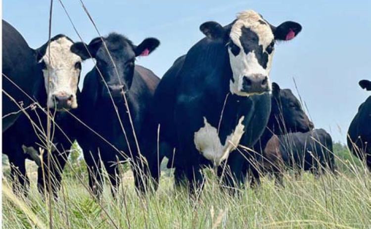 Cattle graze in a lush pasture. FILE PHOTO