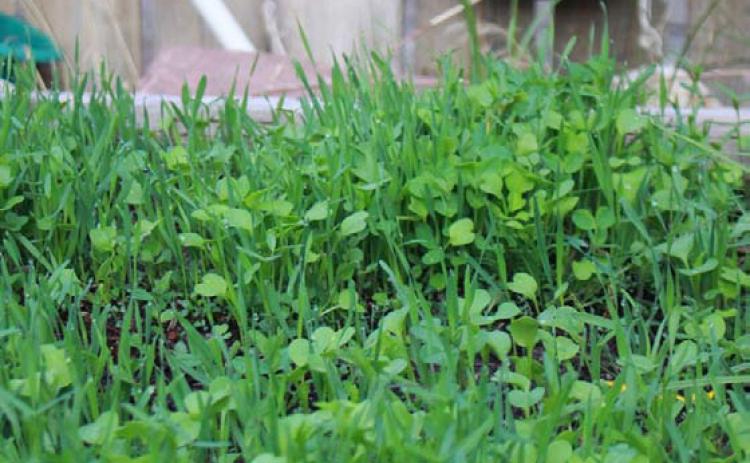 Fall-planted cover crops protect the soil from erosion over winter, reduce stormwater runoff and reduce weeds. COURTESY PHOTO | TRUE LEAF MARKET