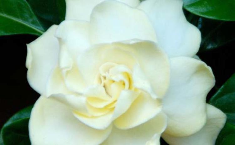 Fragrant plants, like gardenias, add beauty indoors, boost mood and promote relaxation. courtesy photo | melindamyers.com