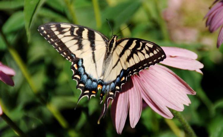 Pollinators, like this swallowtail butterfly on a coneflower, will help boost your garden’s productivity. courtesy photo | melindamyers.com