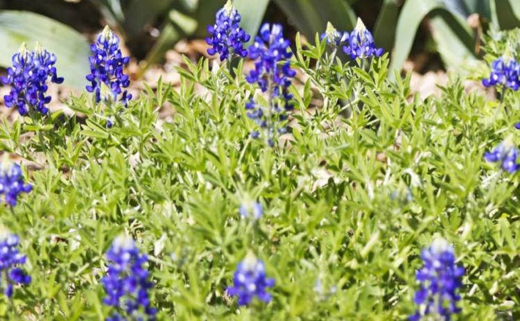 Despite dry weather in recent months — and extreme cold during winter storm Uri in February -- bluebonnets are blooming across the Lampasas area. JEFF LOWE | DISPATCH RECORD
