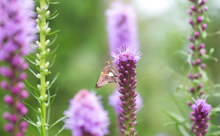 COURTESY PHOTO | LONGFIELD-GARDENS.COM North American native Blazing Star (Liatris spicata) provides nectar for a variety of butterflies.