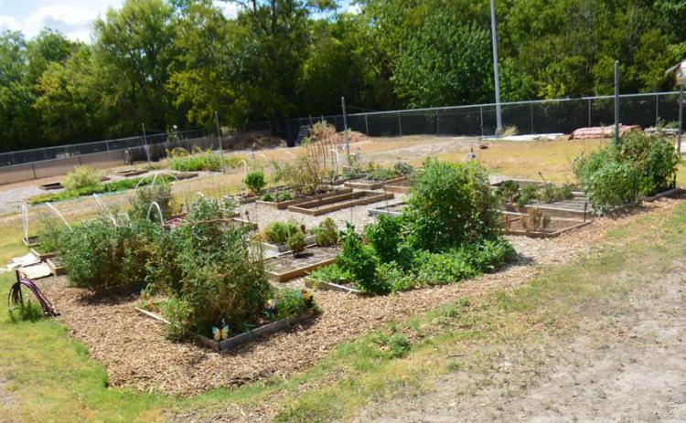 Lampasas Community Garden cultivates growing knowledge