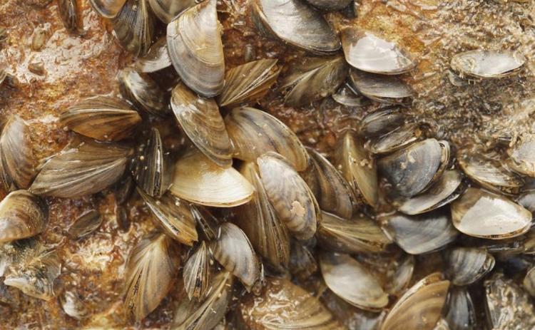 Though quite small, zebra mussels reproduce rapidly and can ruin boating equipment, damage fish habitat and clog water supply pipelines. COURTESY PHOTO | TEXAS PARTS AND WILDLIFE DEPARTMENT