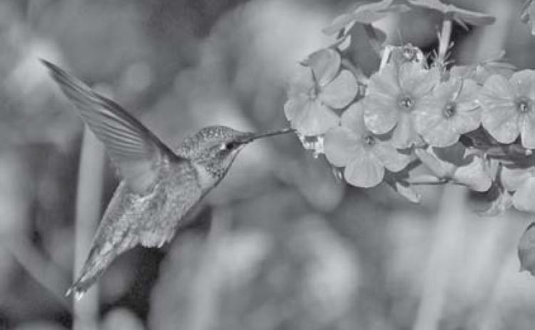 This hummingbird dines on the nectar of phlox. courtesy photo | melindamyers.com