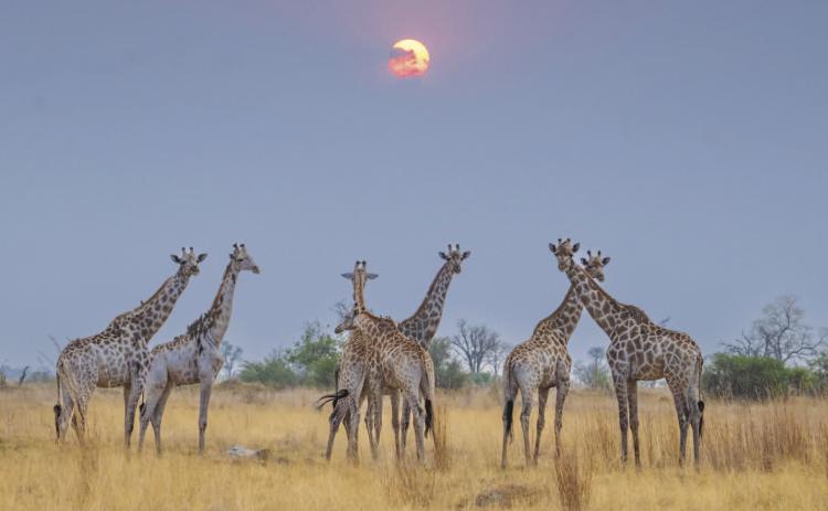 A tower of giraffes looks on as the sun begins to set. This is one of the many photographs Andy Fish captured on his recent trip to Botswana. ANDY FISH | COURTESY PHOTO