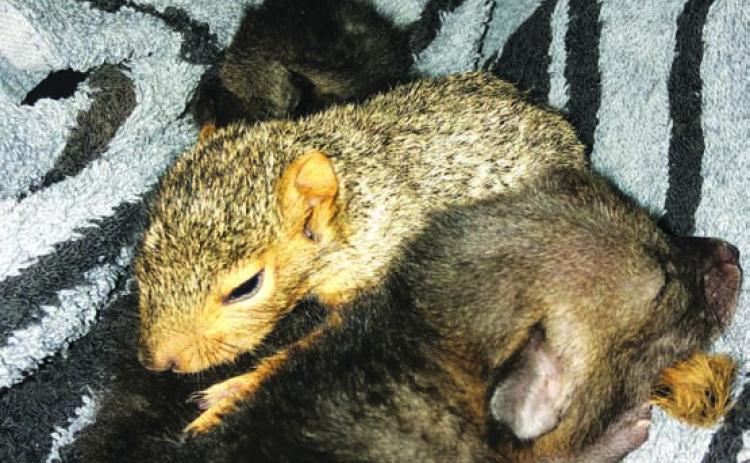 A baby squirrel and pup huddle together on a blanket COURTESY PHOT0