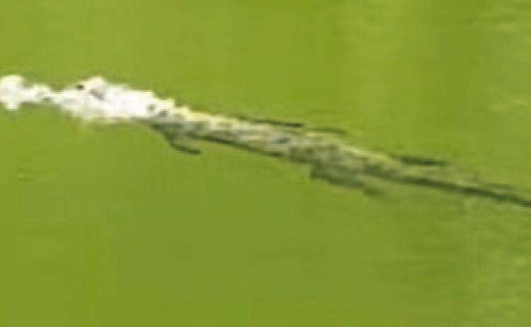 This photo was posted on Facebook by a Kempner-area resident who recently spotted an alligator in the Lampasas River. SCREENSHOT | BOBBY EVANS FACEBOOK