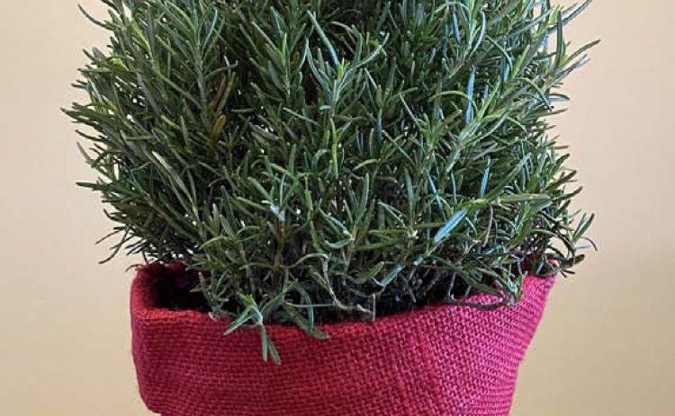 COURTESY PHOTO | MELINDAMYERS.COM A rosemary topiary offers attractive foliage for holiday décor, a pleasant pine aroma and herbs for holiday meals.