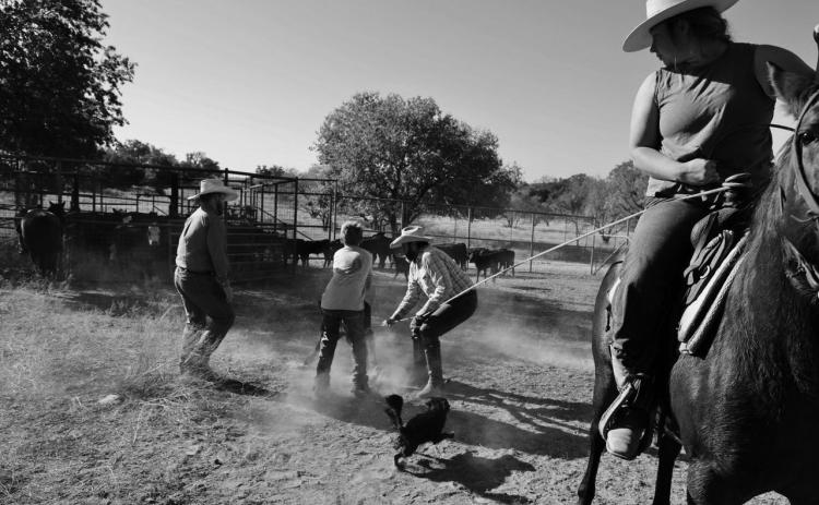 Three generations join together to work the cattle. At the heart of agriculture is a recognition of the vital role youth will play in nurturing and promoting our ranching and farming future. joycesarah mccabe | dispa tch record