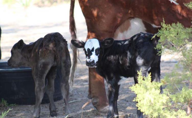 The oldest of the triplet calves faces the camera while her sister, who was born last, seems more shy. Both heifer calves are doing well. The triplets are the first surviving calves this cow has had, as her two previous pregnancies ended in a loss of each single-born calf. JOYCESARAH MCCABE | DISPATCH RECORD