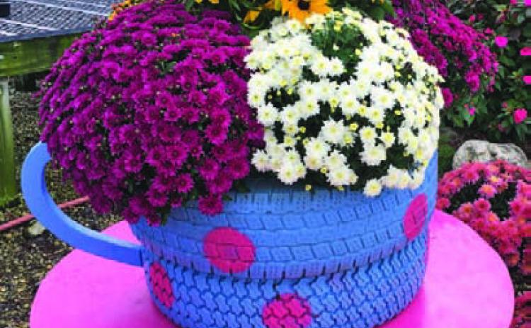 Chrysanthemums add seasonal color to the fall landscape. COURTESY PHOTO | MELINDAMYERS.COM