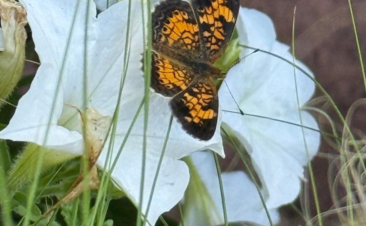 A pearl crescent butterfly sits on a firefly petunia. courtesy photo | melindamyers.com