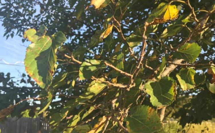 As the temperatures fall, so do the leaves. MONIQUE BRAND | DISPATCH RECORD