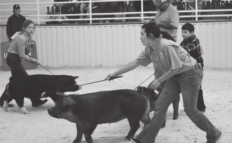 Just hoggin’ around at livestock event Piper Lindner, Brandie Garcia and Riley Arden exhibit their swine at the youth stock show. MASON HINES | DISPATCH RECORD