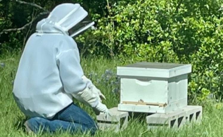 Jess McCabe, outfitted in protective clothing, prepares to open a bee hive to check for bee health and ensure the queen has not been killed and replaced with an Africanized queen. Joycesarah McCabe | Dispatch Record
