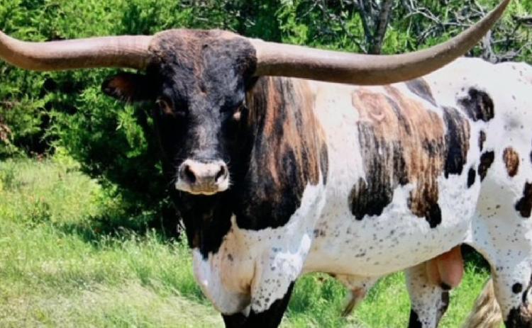 The Longhorn Tuffy, from the Riske Ranch in Lampasas County, will be auctioned off as part of a fundraiser at the Conservative Political Action Conference to be hosted this year in Dallas. COURTESY PHOTO