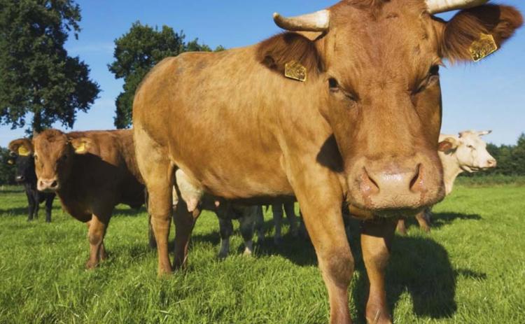 Cattle brands and marks are set to expire the end of the month. METRO CREATIVE SERVICES