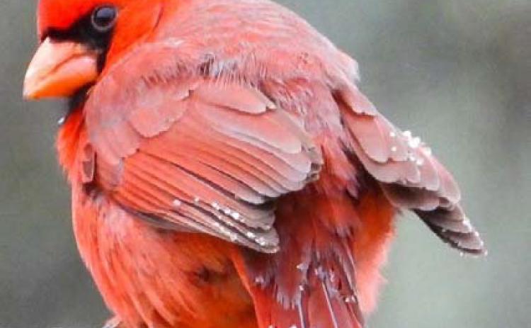 Wildlife across Lampasas County also felt the effects on the wintry conditions experienced this week. MEGHAN JAMES | COURTESY PHOTO