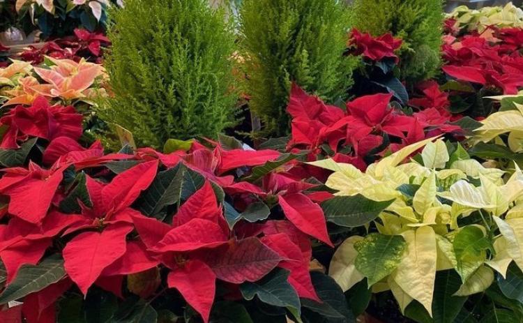 Lemon cypress trees surrounded by poinsettias create a festive holiday display. COURTESY PHOTO | WWW.MELINDAMYERS.COM