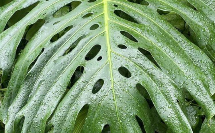 The National Garden Bureau has declared 2025 as the Year of the Monstera, calling it “the world’s most iconic indoor plant.” COURTESY PHOTO | MELINDAMYERS.COM
