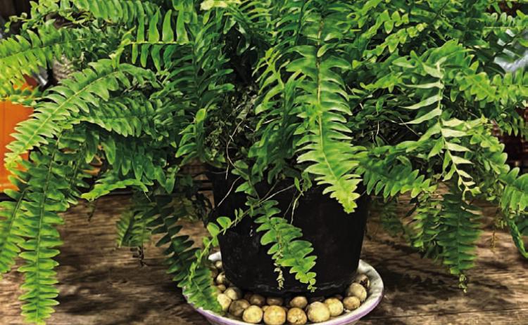 A fern set upon rocks in a tray minimizes the chance of root rot and increases humidity around the plant. COURTESY PHOTO | MELINDAMYERS.COM