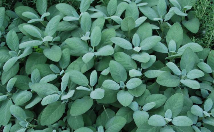 Sage is a versatile herb, enhancing flavors in both savory and sweet recipes. COURTESY PHOTO | WWW.MELINDAMYERS.COM