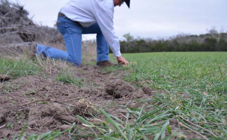 Feral hogs leave evidence of their presence. The most noticeable sign, as photographed at rancher Mickey Edwards’ land Monday, is the damage caused by wild pigs’ destructive rooting behavior. MONIQUE BRAND | DISPATCH RECORD