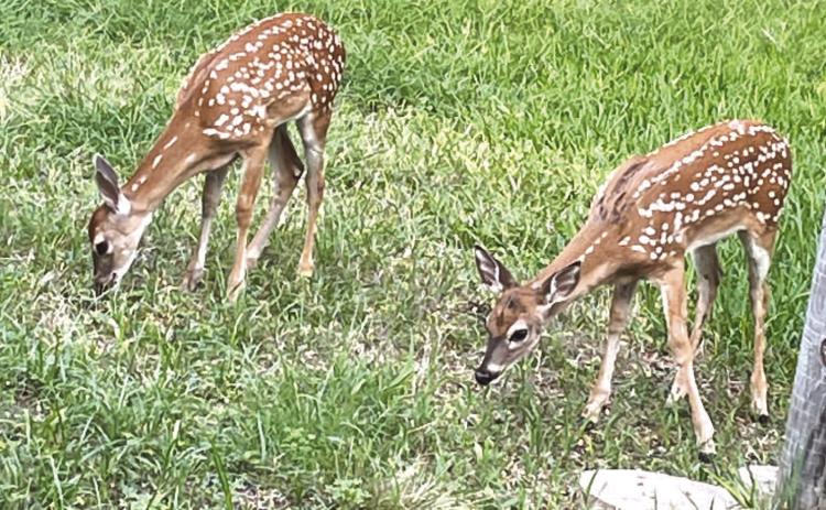 Keep an eye out for twin fawns like this roaming around Lampasas this summer. FILE PHOTO