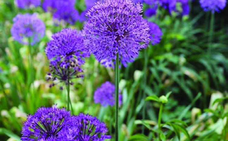 Purple Sensation allium livens up the early-season garden with its violet-purple, four-inch diameter flowers. COURTESY PHOTO | LONGFIELD-GARDENS.COM
