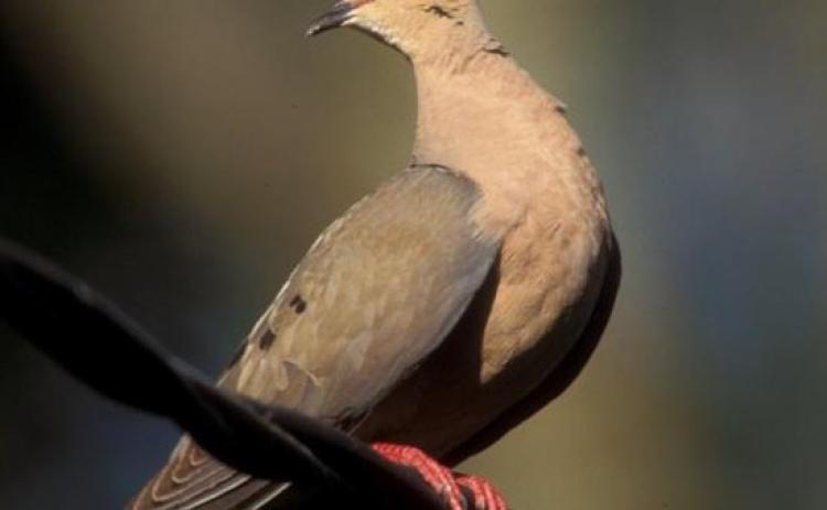 Dove season opened Monday in the Central Zone, which includes Lampasas County. TEXAS PARKS AND WILDLIFE DEPARTMENT | COURTESY PHOTO