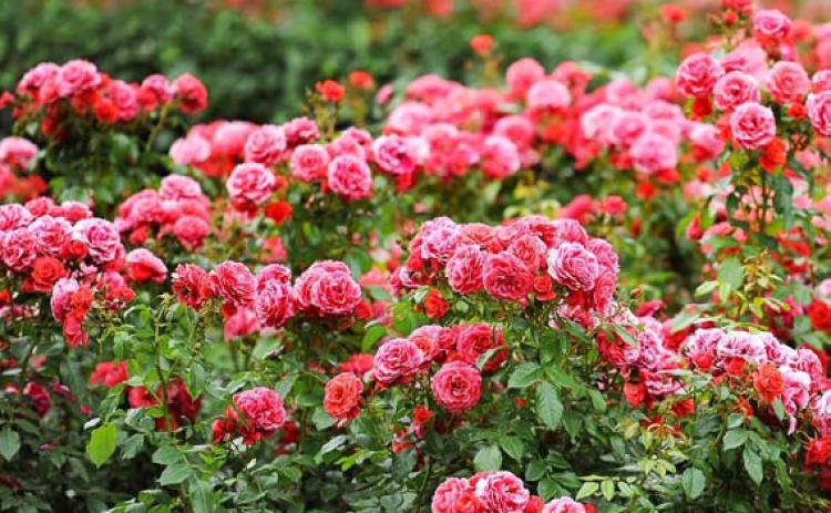 Even something as simple as growing flowers has the potential to bring out the hero in each of us. joycesarah mccabe | dispatch record