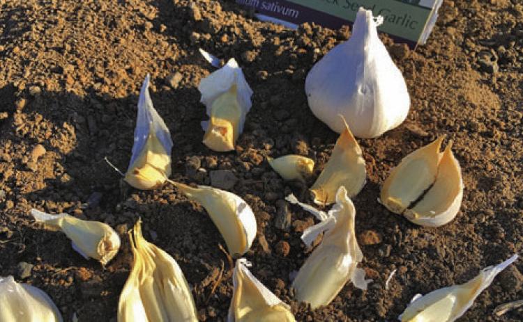 Separate garlic cloves right before planting, and plant the largest cloves with their papery covering. COURTESY PHOTO | MELINDAMYERS.COM